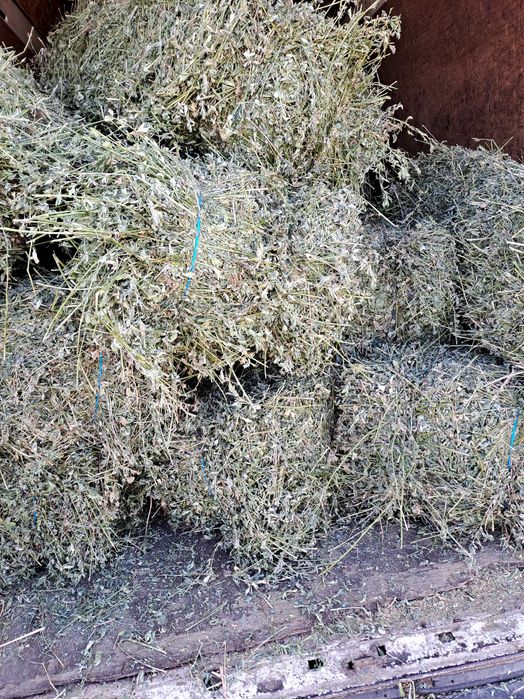 Baloti de lucernă  fan si paie dreptunghiulari