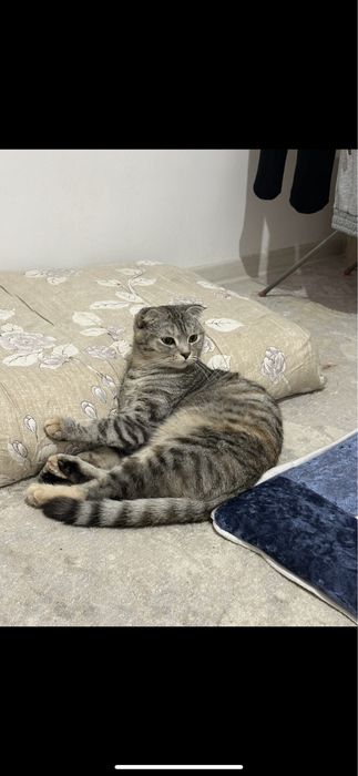 Отдам кошку бесплатно