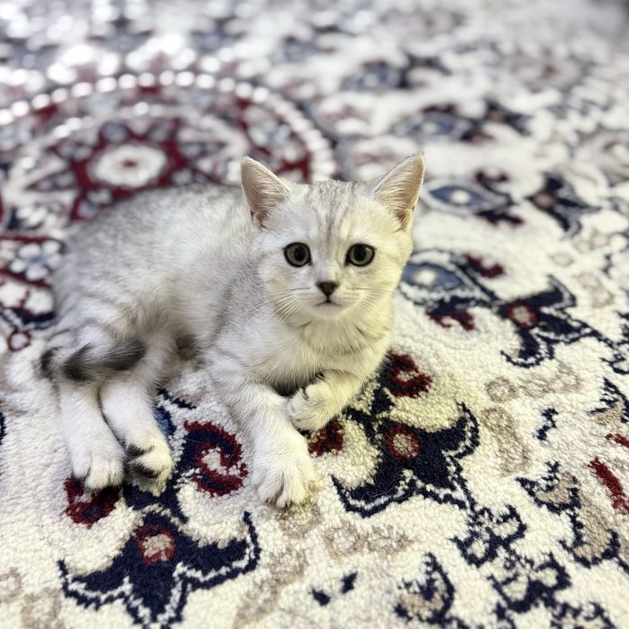 Skotsh foldva shinshilla