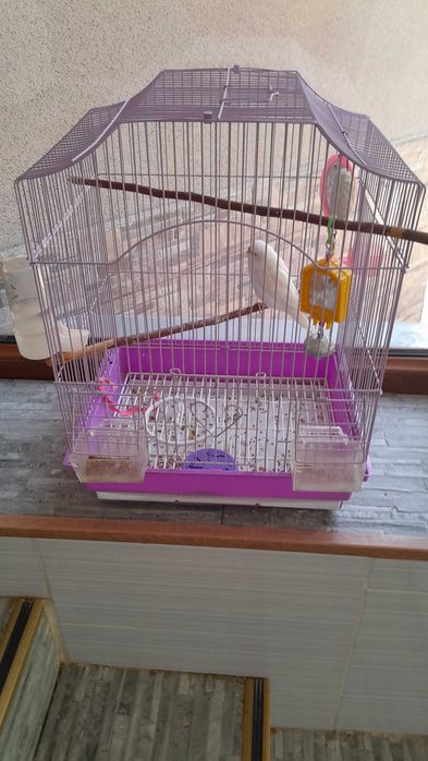 Пртдается попугай белый 1 штук