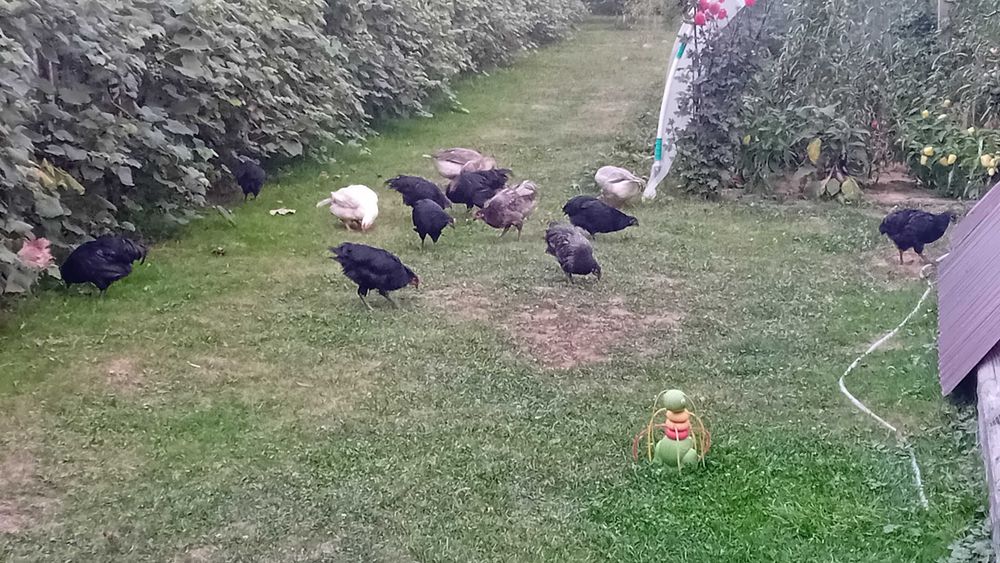 Cocosi australorp