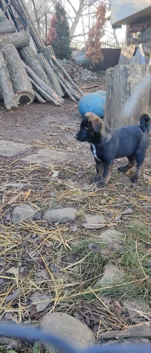 Подарявам кученца - белгийска овчарка (Малиноа) микс