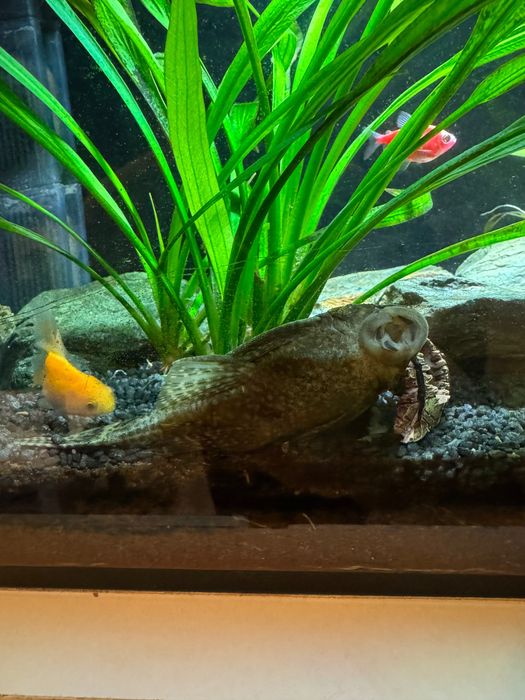 Vând Acvariu 60l Complet Decorațiuni și Pești