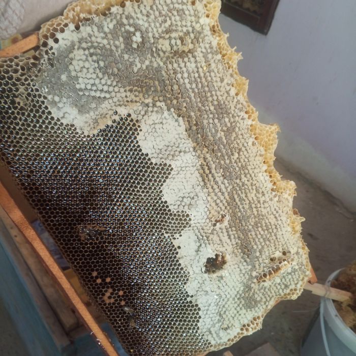 Tabiiy asal Табий асал