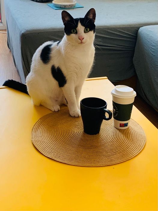 Pisicuță  superba pentru adoptie,pisica de adoptat,pisicuta frumoasa