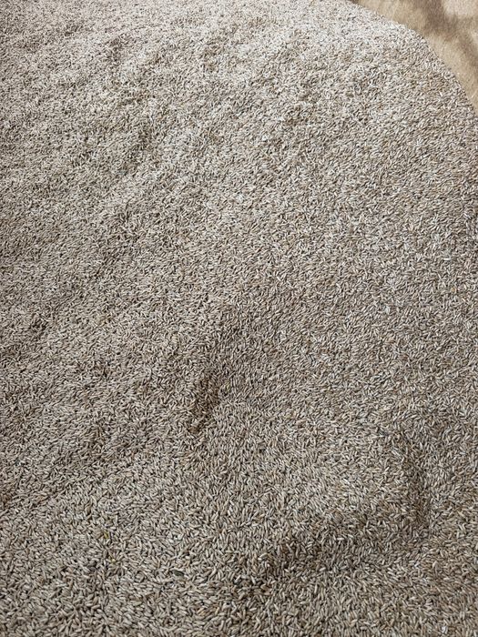 vand triticale si grau