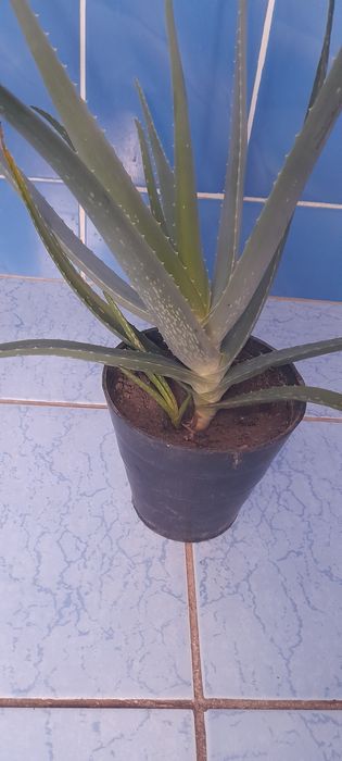 Продам Алое 2,5 летка