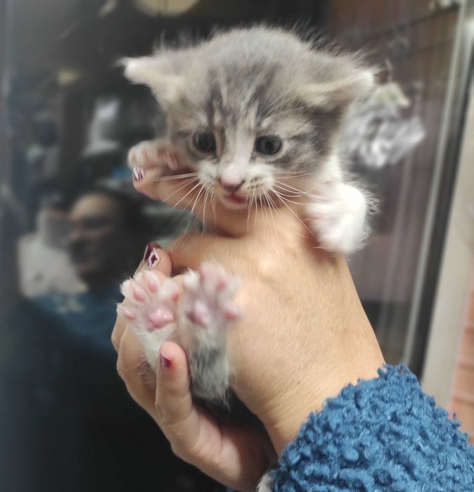 1-месечно момченце търси дом