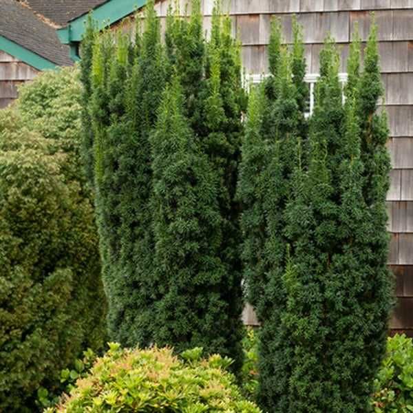 Tisa Hicksii (Taxus media Hicksii)