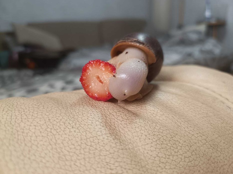 Улитки ахатина вида ретикулятор