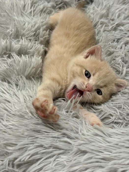 Продам котят скоттиш страйт