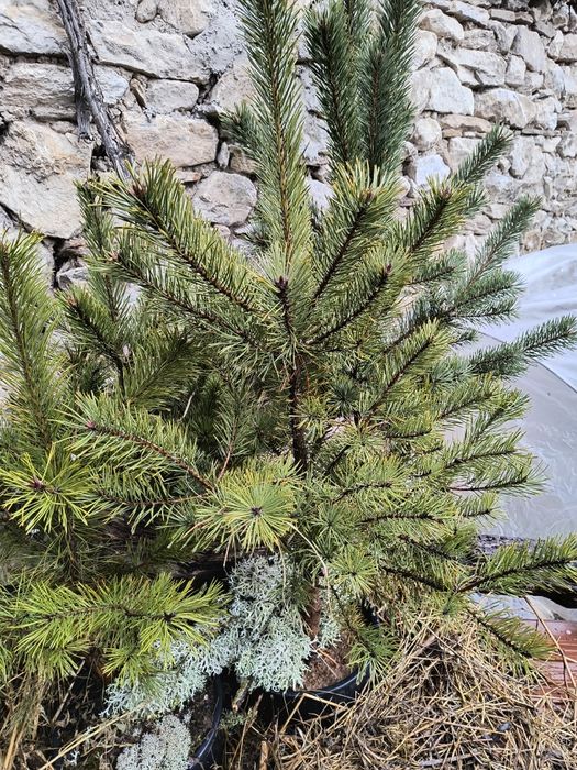 Озеленяване за паркове,  градини и тераси