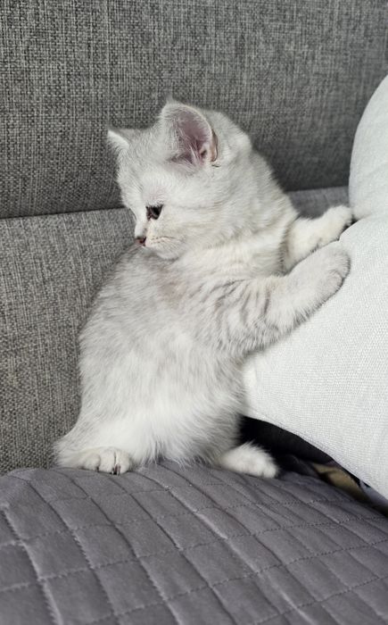 Скоттиш страйт шиншилла девочка