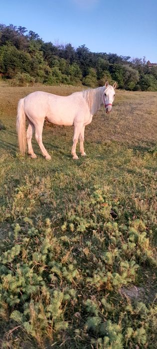 Vând cal castrat de 9 ani