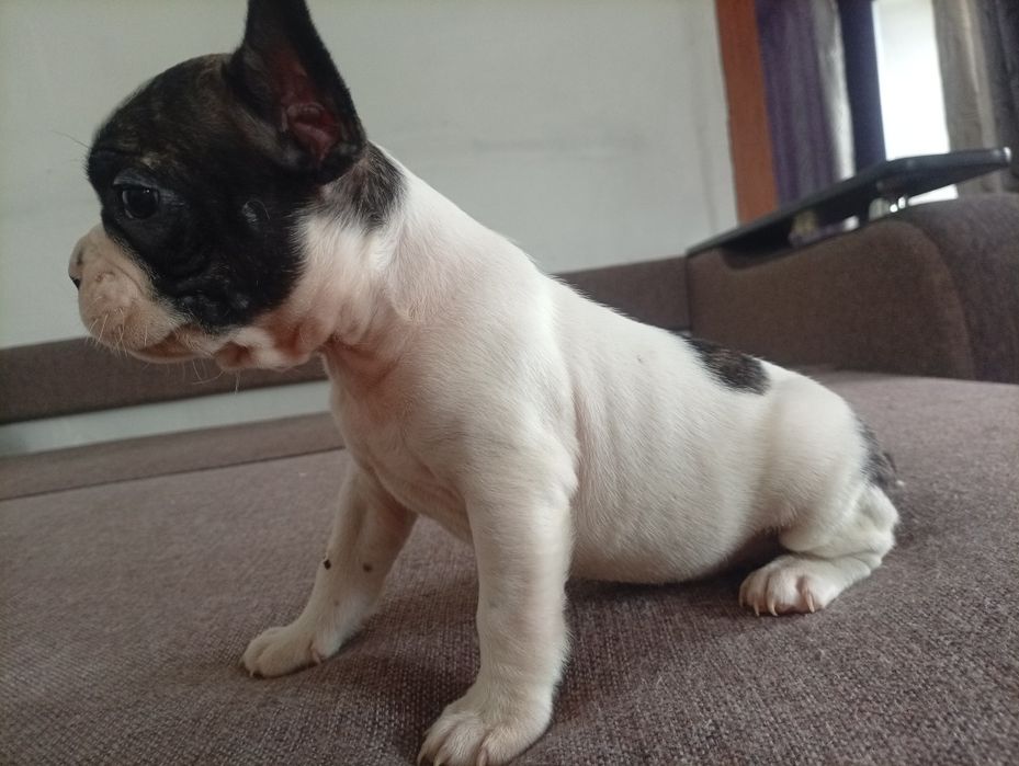 Французский бульдог.