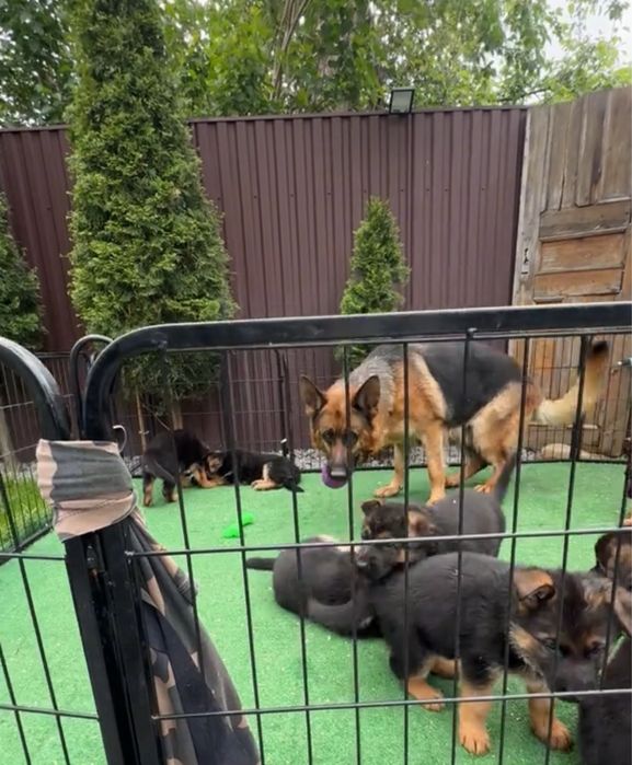 Щенки немца от обученных собак