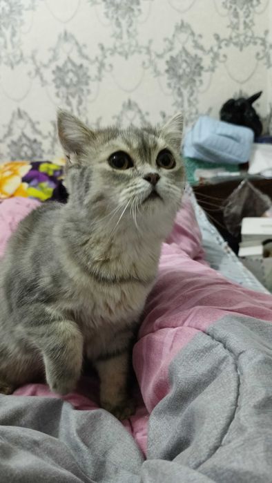 Кошечки Флойд и страйд