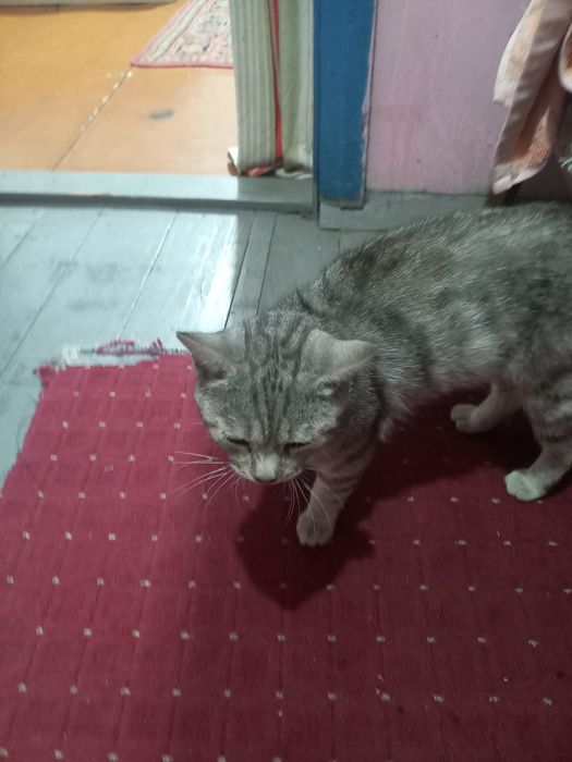 Отдам  бесплатно кота