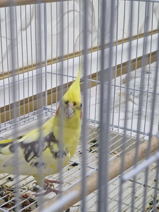 Karella sotiladi yahshi boqilgan Nar zor