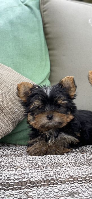 Йоркширски териер / Yorkshire Terrier