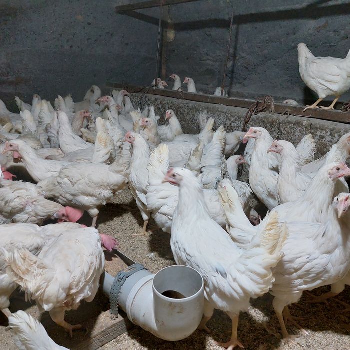 Продам куры нисушки