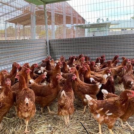 Vindem gaini de oua in toata tara !