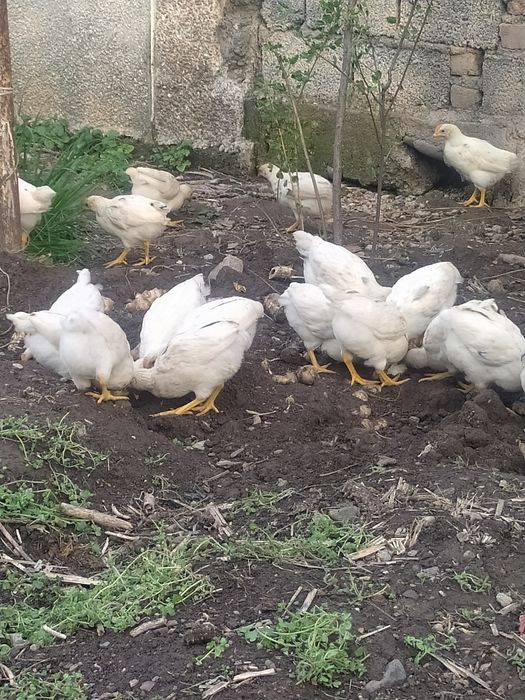 2 oyli tuxum qoyadigan jojalar