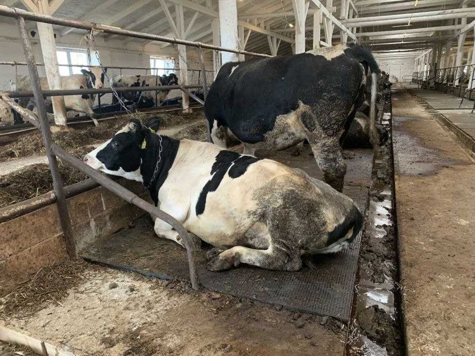 Резиновый мат коврик для коров / Сигирлар оёқ остига резинали мат