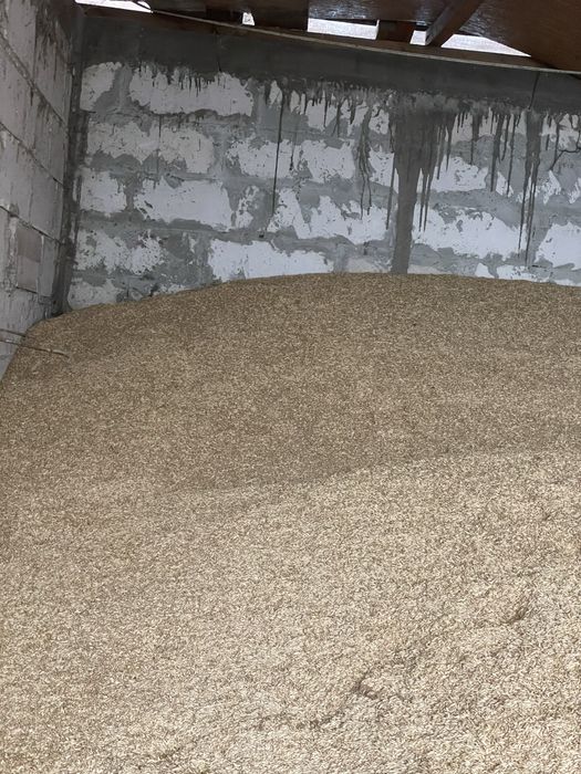 Vand orzoaica de primavara  de samanta si orz