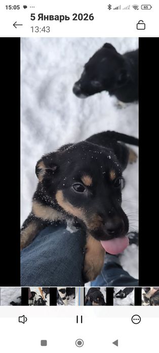 Щенок 3 месяца в добрые руки.