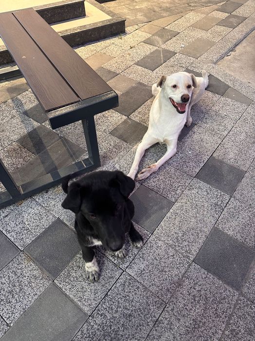 Хочу пристроить собачек