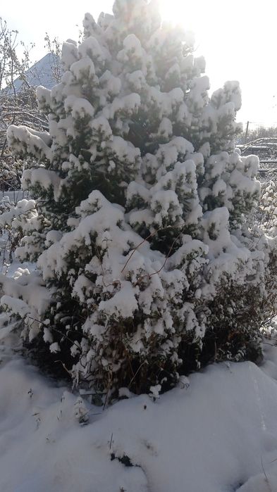 Все бу нет горонти