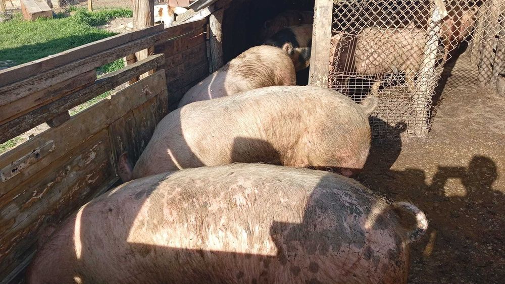 Пласета от 110 до 130 кг 5 женски 3 мъжки много добре угоени  за клане или за майки и за нерези