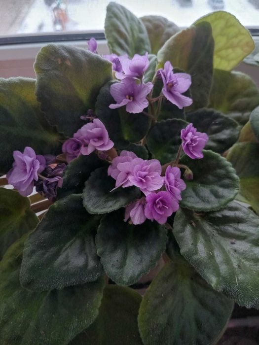 Фиалки продаются