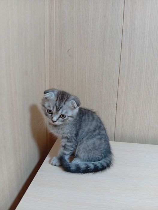 Продам шотландских котят.