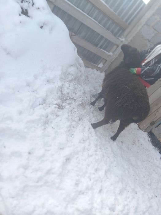 Продам барана, породы Гиссар