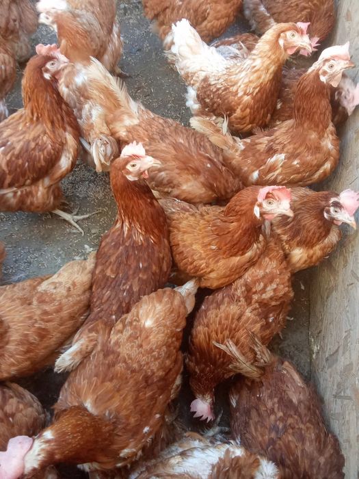 Vindem găini outoare