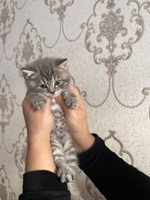 Продается котенок!