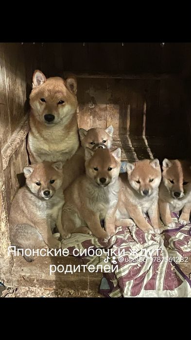 Сиба ину девочки