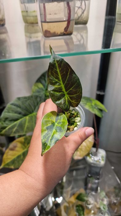 Алоказия регал шилдс аурея