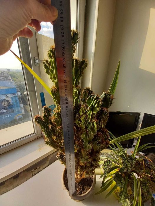 Кактус дерево 62 см