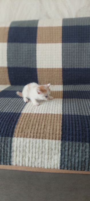 Котята малышыыыы