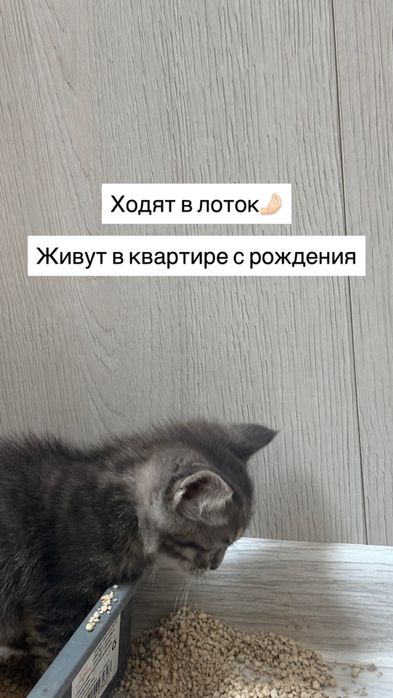 Котята в добрые руки