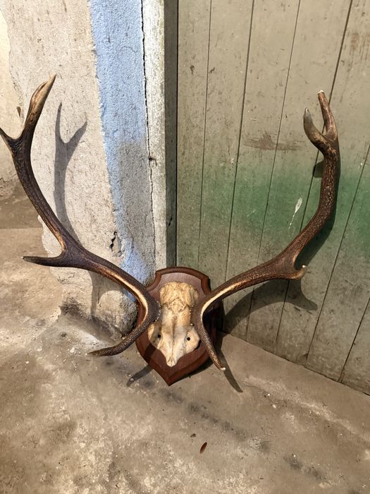 Продавам трофей от благороден елен