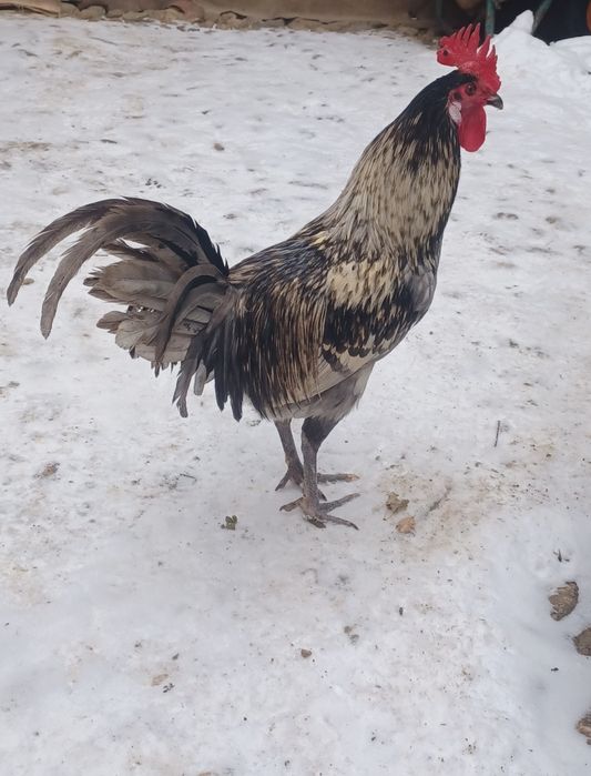 Pasări moțate și golașe