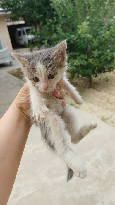 Отдам котят в добрые руки бесплатно