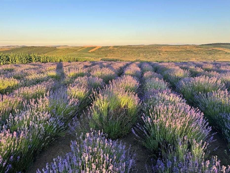 Vand lavanda uscata