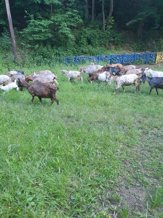 Capre bune de lapte ofertă garantată
