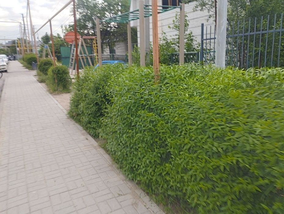 Обрезка живой изгороди
