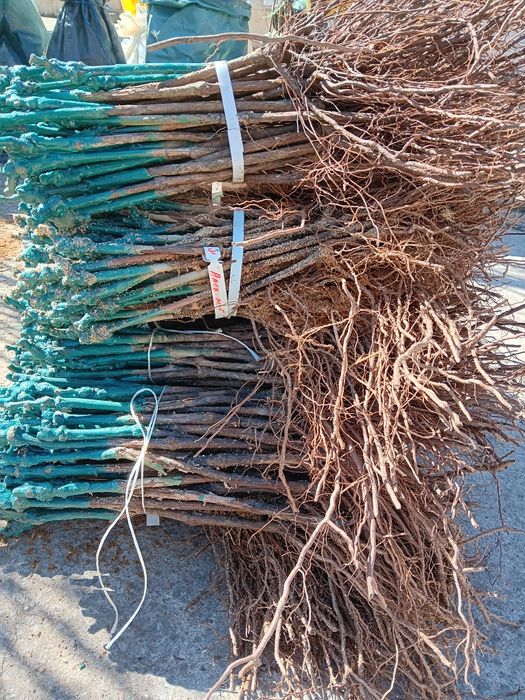 Лозов посадъчен материал